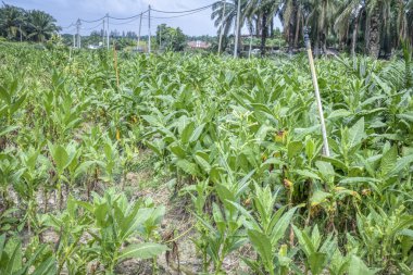 Tütün çiftliği sahnesi