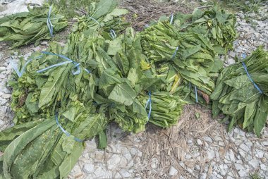 Tütün çiftliği sahnesi