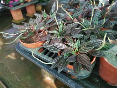 Tradescantia Zebrina Boss 'un yapraklı fotoğrafı.