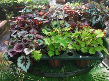 Çeşitli renklerde boyanmış yapraklar begoniaceae