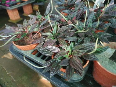 Tradescantia Zebrina Boss 'un yapraklı fotoğrafı.