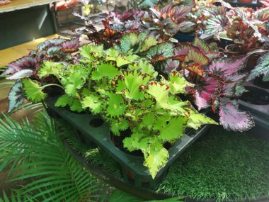 Çeşitli renklerde boyanmış yapraklar begoniaceae