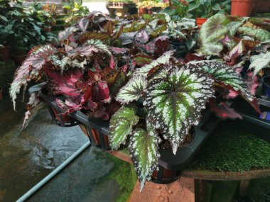 Çeşitli renklerde boyanmış yapraklar begoniaceae