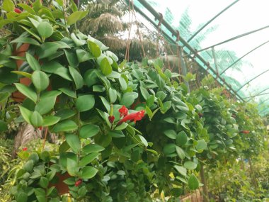 lovely hanging aeschynanthus speciosus or rasta houseplant clipart