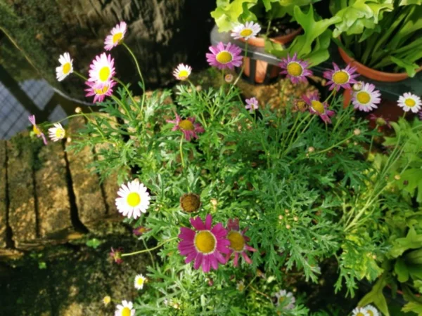 Tiny Lovely Argyranthemum Frutescens Flowers — Stock Photo, Image