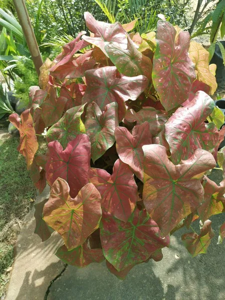 Caladio Bicolor Reinas Planta Frondosa — Foto de Stock