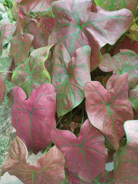 Leveles Növény Caladium Bicolor Királynője — Stock Fotó
