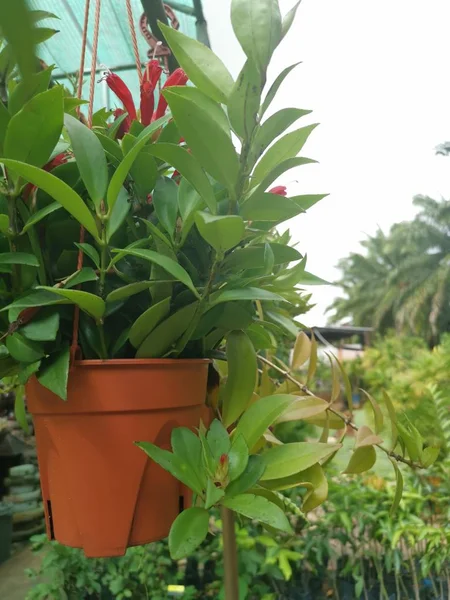 Adorável Pendurado Aeschynanthus Speciosus Rasta Planta Sala — Fotografia de Stock