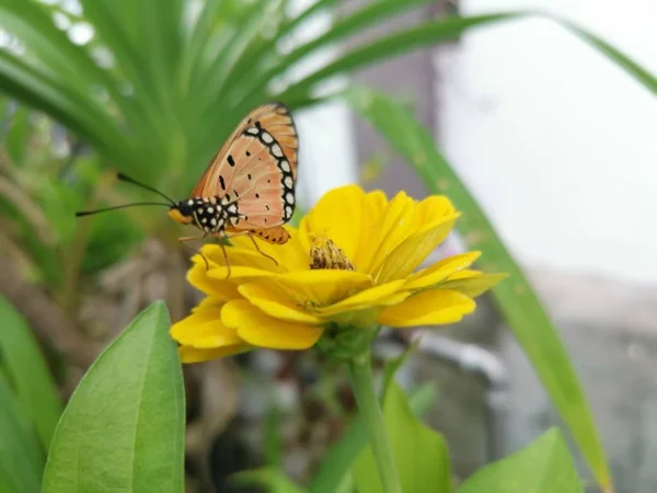 Huître Fauve Butterful Sur Fleur Zinnia Jaune — Photo