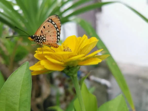 Coster Tawny Mantequilla Flor Zinnia Amarilla — Foto de Stock