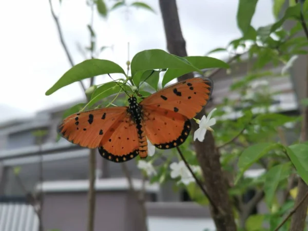 Tawny Coster Tereyağlı Üzerinde Yasemin Beyaz Çiçek — Stok fotoğraf