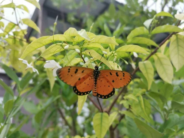 Tawny Coster Butterful Água Jasmim Flor Branca — Fotografia de Stock