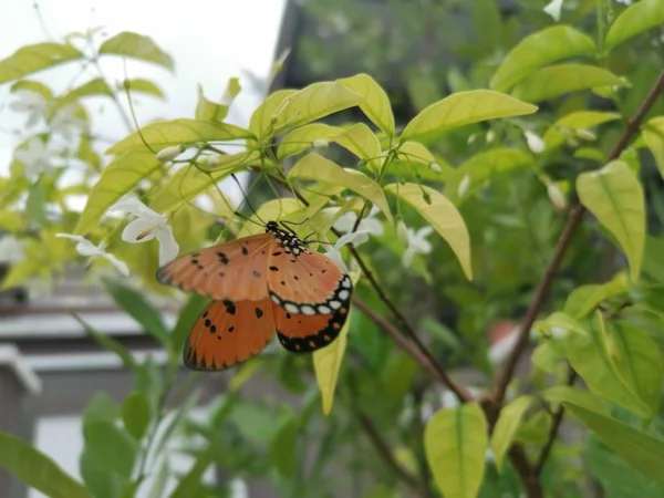 Tawny Coster Butterful Sur Eau Jasmin Fleur Blanche — Photo