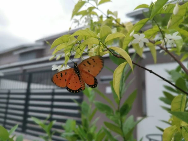 Tawny Coster Butterful Sur Eau Jasmin Fleur Blanche — Photo