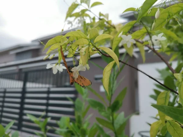 タウニー コスター水の上の蝶ジャスミンの白い花 — ストック写真