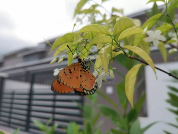 Tawny Coster Butterful Vand Jasmin Hvid Blomst - Stock-foto