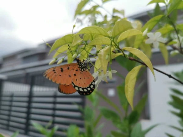 水蜜桃白花上满是黄褐色的卷饼 — 图库照片