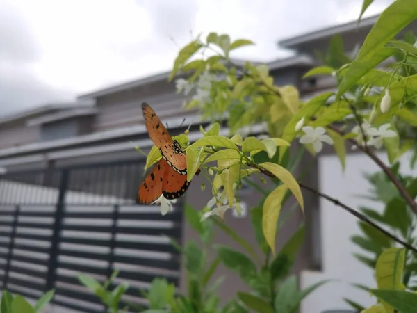 Tawny Coster Butterful Água Jasmim Flor Branca — Fotografia de Stock