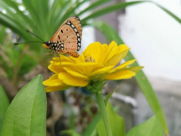Tawny Coster Butterful Auf Gelber Zinnia Blume — Stockfoto