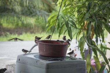 Yiyecek kovasının etrafında dolaşan bir sürü küçük kuş..