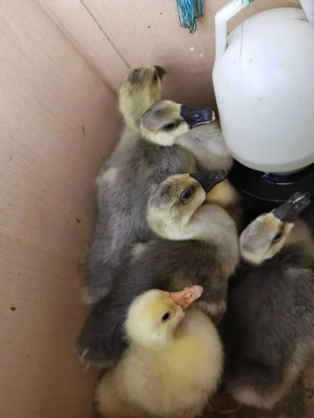 Młody Dziecko Gosling Pudełku — Zdjęcie stockowe