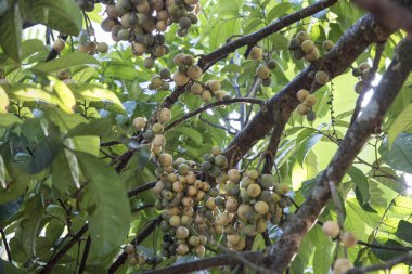 Bol miktarda lansium parazit meyvesi hasadı 