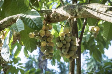 Bol miktarda lansium parazit meyvesi hasadı 