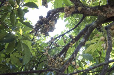 Bol miktarda lansium parazit meyvesi hasadı 