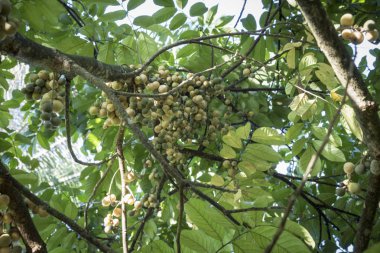 Bol miktarda lansium parazit meyvesi hasadı 