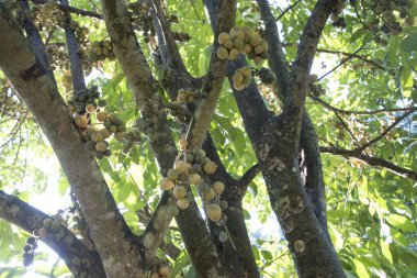 Bol miktarda lansium parazit meyvesi hasadı 