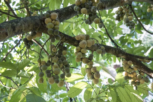 大蒜寄生果实丰产 — 图库照片