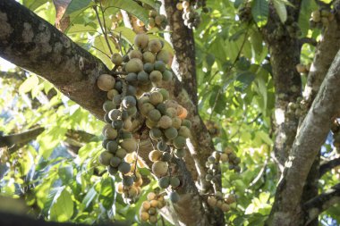 Bol miktarda lansium parazit meyvesi hasadı 