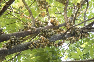 Bol miktarda lansium parazit meyvesi hasadı 