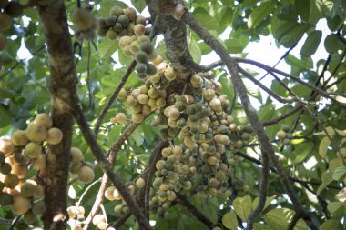Bol miktarda lansium parazit meyvesi hasadı 