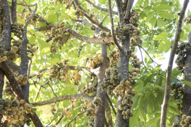 Bol miktarda lansium parazit meyvesi hasadı 