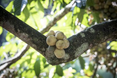 Bol miktarda lansium parazit meyvesi hasadı 