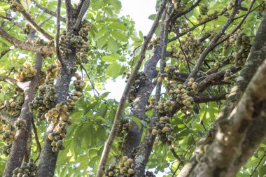 Bol miktarda lansium parazit meyvesi hasadı 