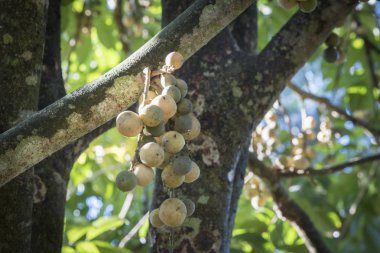 Bol miktarda lansium parazit meyvesi hasadı 