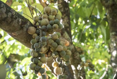 Bol miktarda lansium parazit meyvesi hasadı 