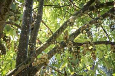 Bol miktarda lansium parazit meyvesi hasadı 