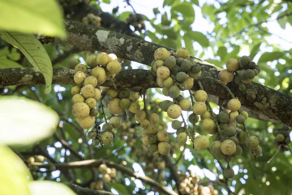 Plentiful Harvest Lansium Parasiticum Fruit — Stock Photo, Image