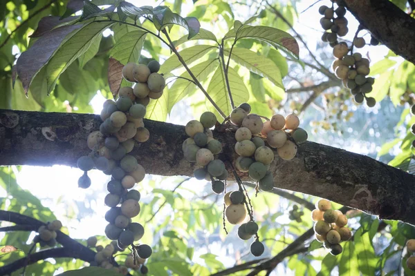 Plentiful Harvest Lansium Parasiticum Fruit — Stock Photo, Image