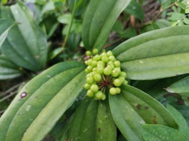 vahşi gülümseme zeylanica bitkileri