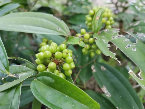 Дикі Рослини Smilax Zeylanica — стокове фото