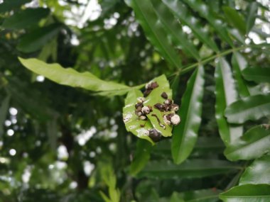 Kuşun gübresi yaprakların üzerine düşüyor.