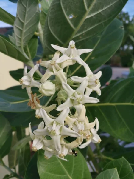 Bílá Calotropis Gigantea Obří Mléčný Plevel — Stock fotografie