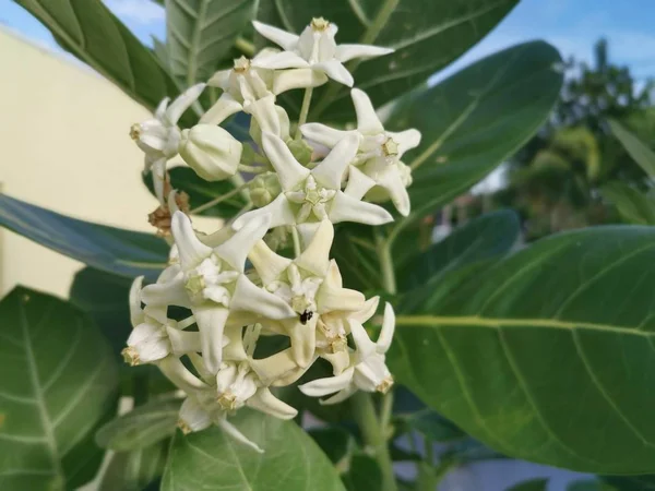 Beyaz Calotropis Dev Süt Otları — Stok fotoğraf