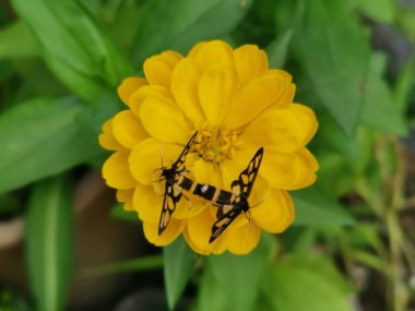 Kaplan güveleri zinya çiçeğinde çiftleşiyorlar.