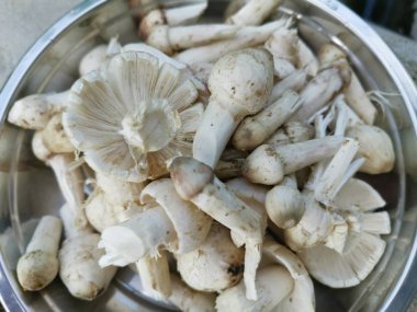 Bir tabak taze yıkanmamış termit mantarı.