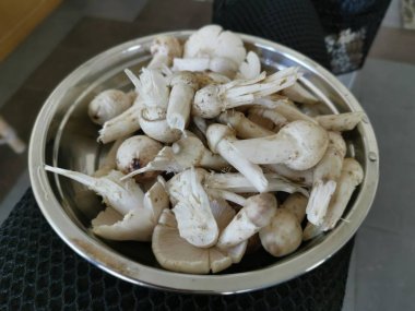 Bir tabak taze yıkanmamış termit mantarı.